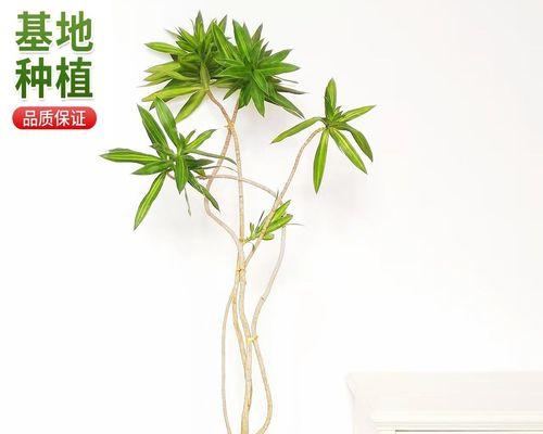 百合没根能活吗？如何正确种植无根百合？