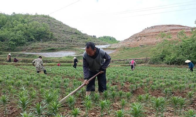 百合亩产量一般多少斤？种植亩产值及利润如何计算？