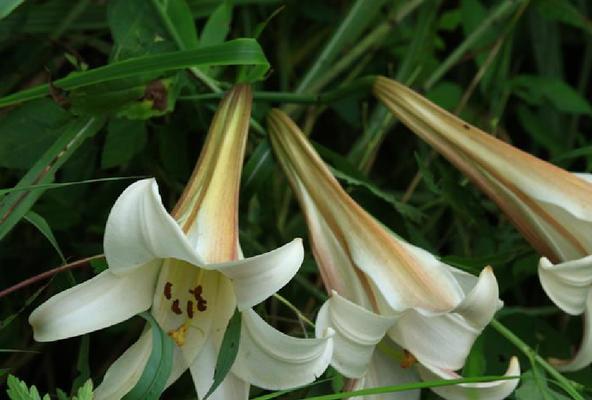 百合植物养护：如何应对温度变化？