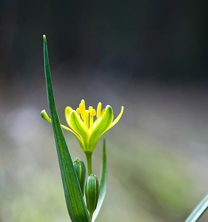 百合是几年生植物？了解百合的生命周期和种植要点