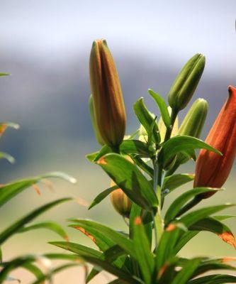 百合是几年生植物？了解百合的生命周期和种植要点