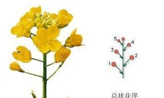 百合花序类型是什么？属于总状花序吗？