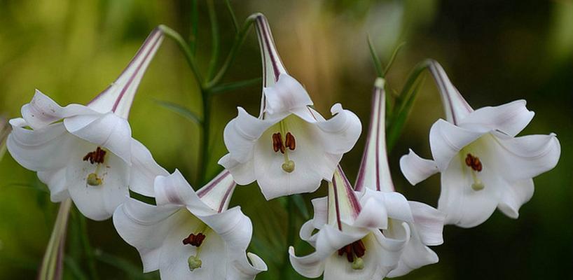 百合种植时选择深盆还是浅盆好？哪种更适合百合生长？