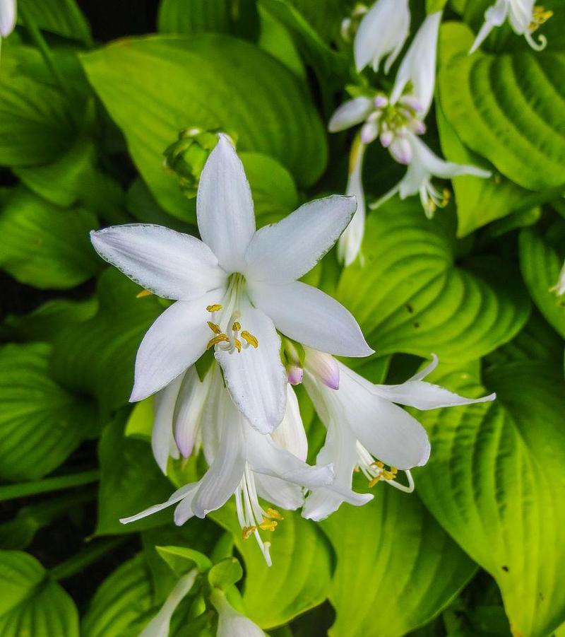 百合属于什么植物类型？它是草本还是木本植物？