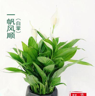 百合植物喜阴还是喜阳光？如何正确养护百合？