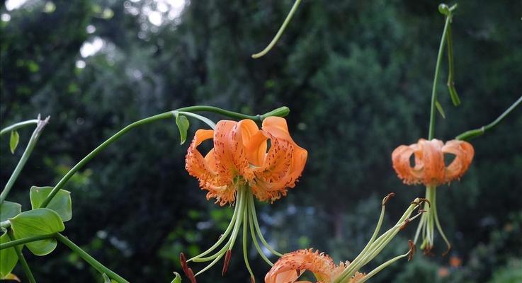 百合一年开几次花？如何确保花开不断？