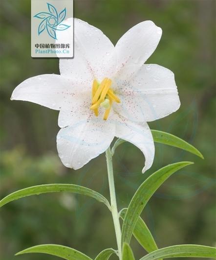 百合一年开几次花？如何确保花开不断？