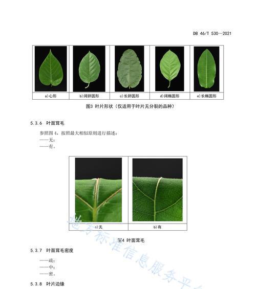 百合分株的最佳时机是什么时候？分株后如何照料？