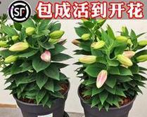 百合种球种植时盆的大小选择？如何确保根系健康生长？