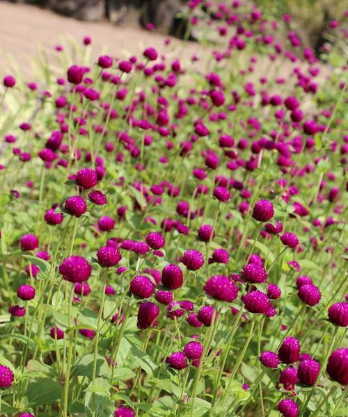 百日草什么时候开花？花期持续多久？