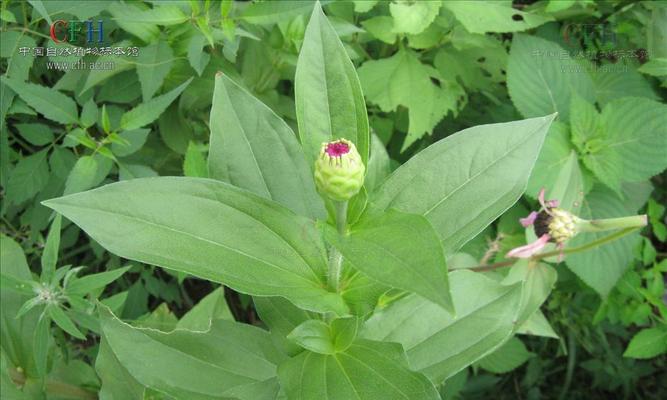 百日菊是多年生植物吗？种植和养护需要注意什么？