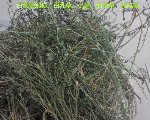 百蕊草的功效与作用是什么？吃法禁忌有哪些？