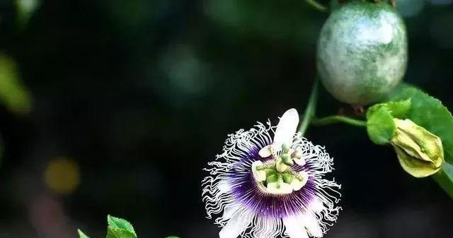 百香果促花方法有哪些？人工催花技巧如何操作？