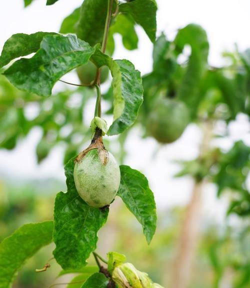 百香果什么时候开花？花期持续多久？