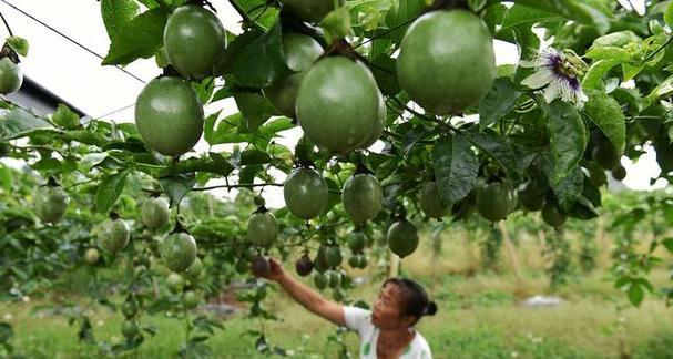 百香果最佳种植时间是什么时候？适合的月份有哪些？