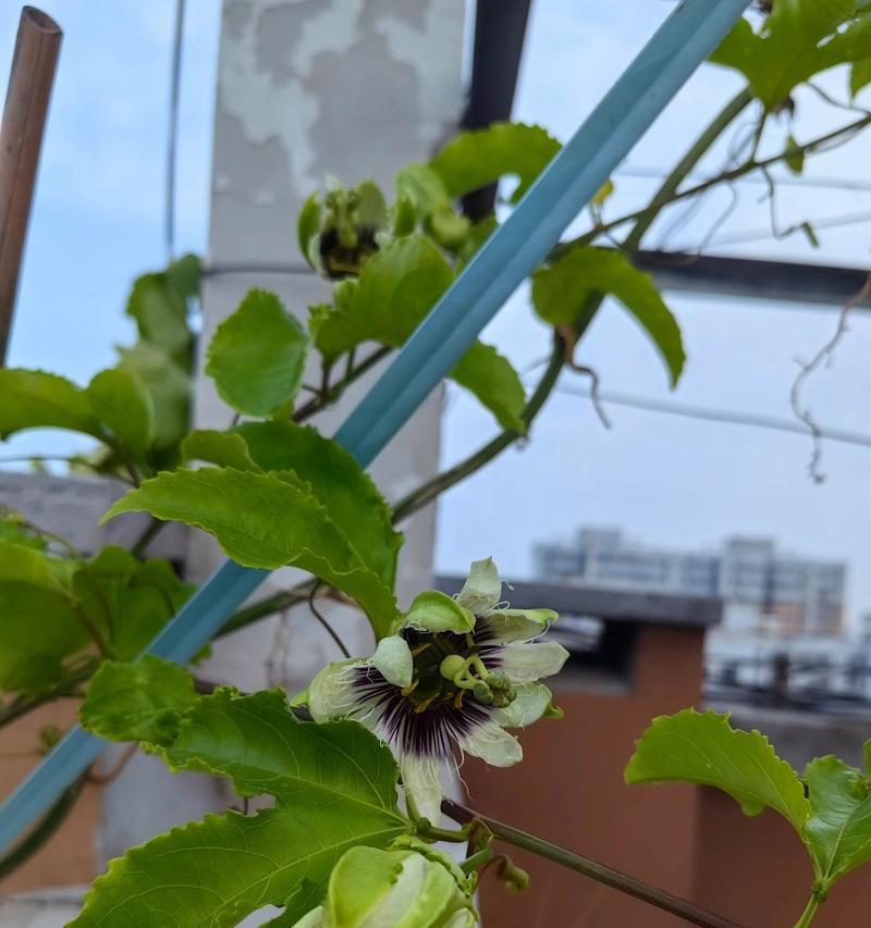 百香果开花吗？开花时是什么样子的？