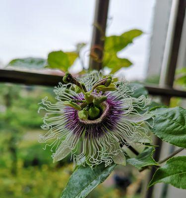 百香果开花吗？开花时是什么样子的？