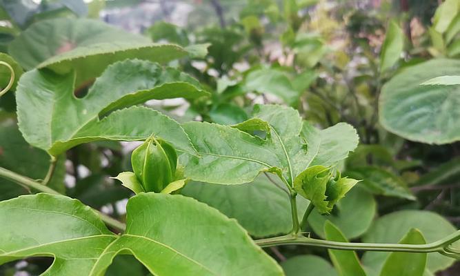 百香果开花季节是什么时候？如何判断百香果的开花时间？