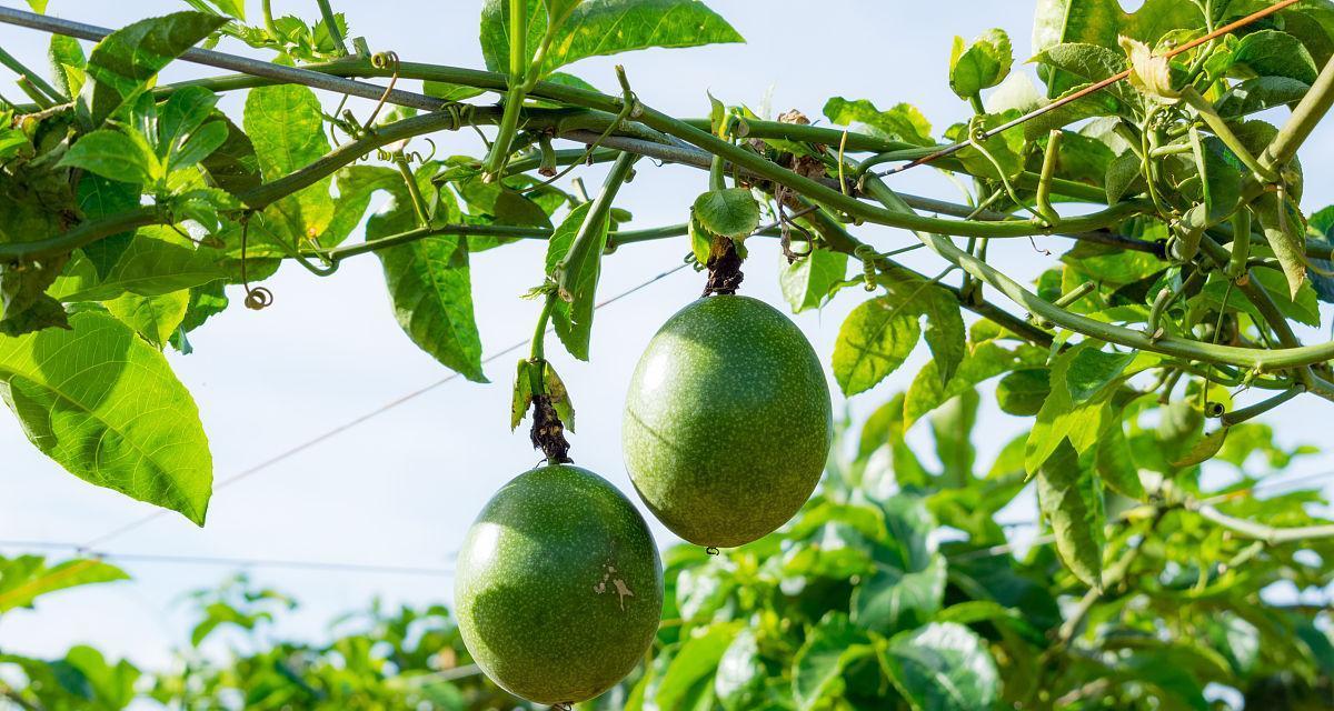 百香果是常绿植物吗？了解其生长特性与种植要点