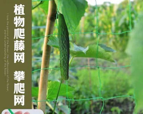 百香果是爬藤植物吗？如何正确种植和养护？