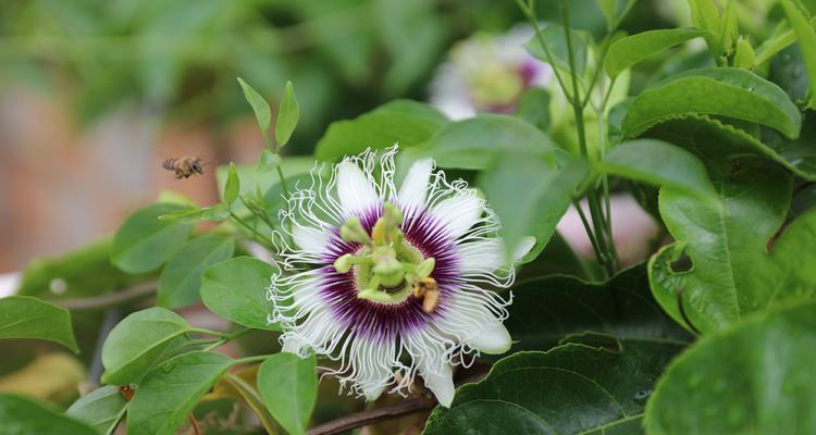 百香果一年开几次花？如何提高开花次数？