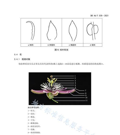 百香果繁殖方法有哪些？繁殖过程中需要注意什么？