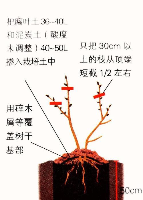 百香果修剪方法有哪些？如何正确修剪百香果以提高产量？