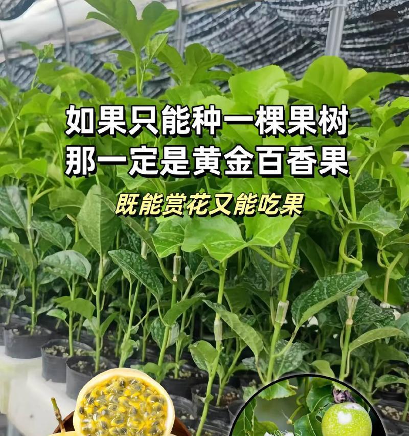 百香果盆栽种植方法是什么？常见问题有哪些？