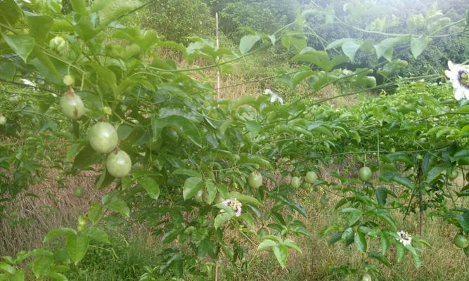 百香果籽能否种植成功？如何提高种子的存活率？