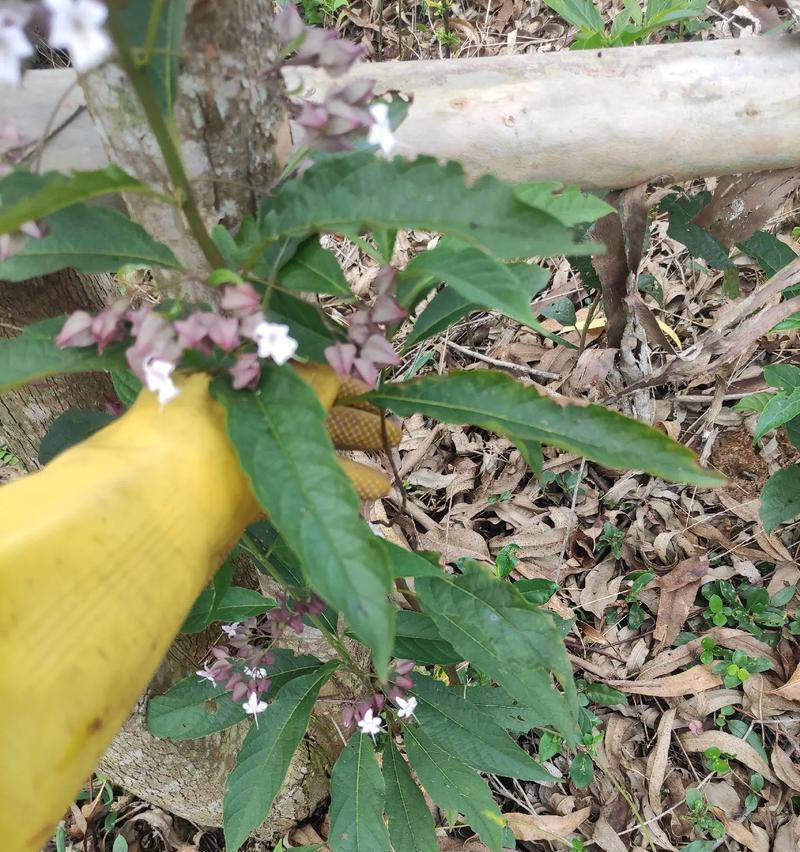 板蓝根是哪种植物？它的药用价值有哪些？