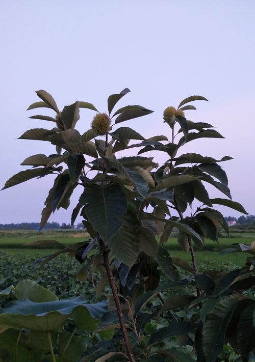 板栗树开花时间是什么时候？一般几月份开花？