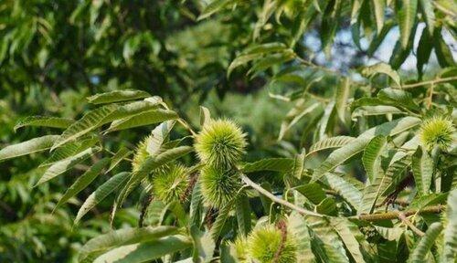 板栗种植的最佳时间是什么时候？生长周期有哪些特点？