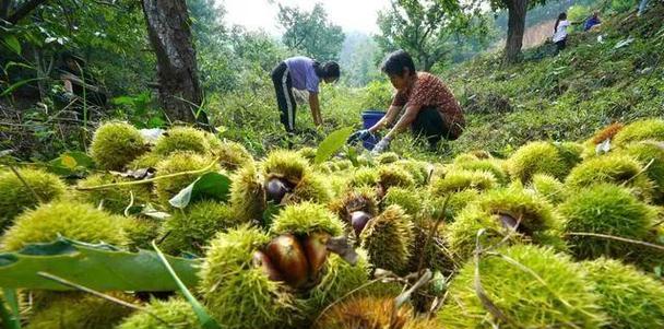 板栗种子怎么种植？种植过程中需要注意哪些问题？