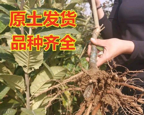 板栗种子种植方法是什么？如何提高板栗种子的成活率？