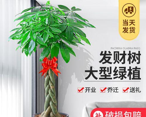 办公室盆景植物有哪些？如何选择适合的植物？