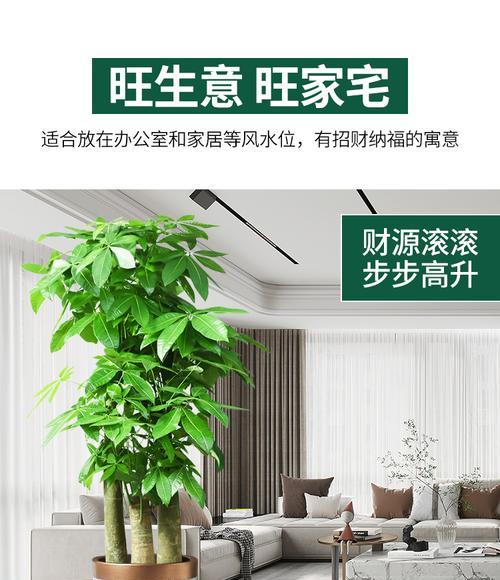 办公桌放什么植物招财？哪些植物能带来好运和财富？