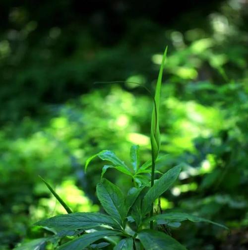 半夏会开花吗？半夏的花是什么样的？