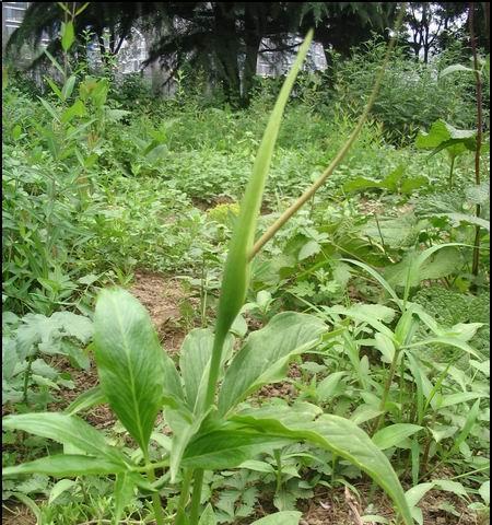 半夏属于什么植物类别？半夏的分类特点有哪些？