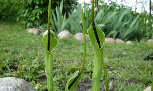 半夏属于什么植物类别？半夏的分类特点有哪些？