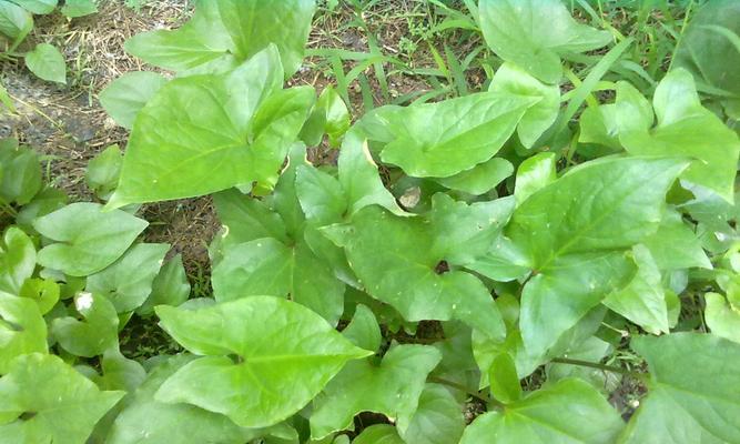 半夏种植时肥料选择有技巧吗？哪种肥料最适合半夏生长？