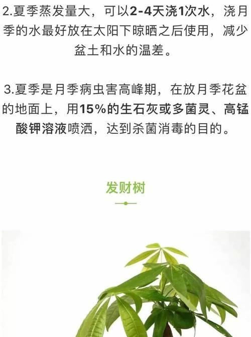 半夏种植高产秘诀是什么？如何进行有效管理？