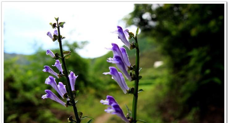 半枝花是什么颜色的？如何辨别半枝花的品种和颜色？