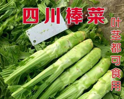 棒菜又叫什么名字？棒菜的别称有哪些？