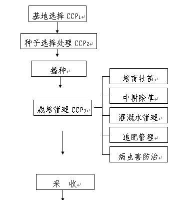 包菜怎么种？最佳种植时间是什么时候？