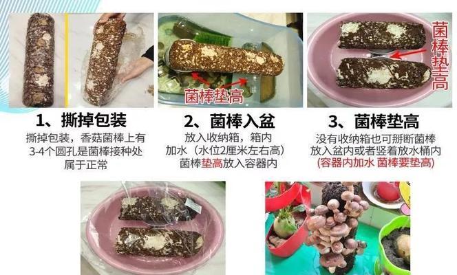 蘑菇种子是怎么来的？如何正确获取和使用？