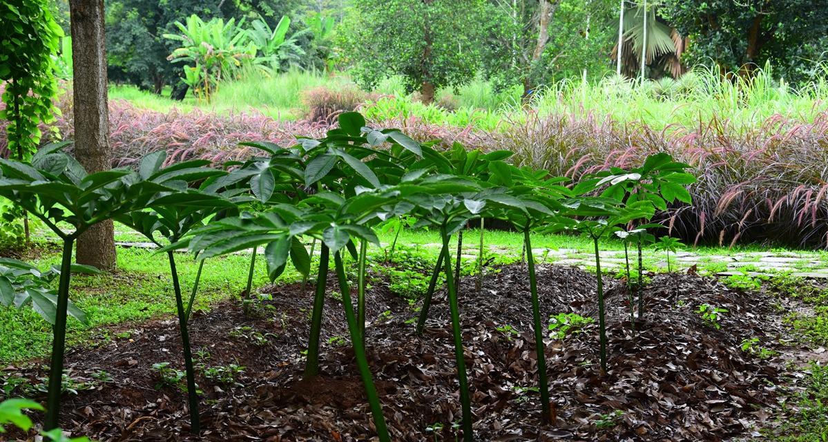 魔芋亩产量是多少？种植魔芋产量高吗？