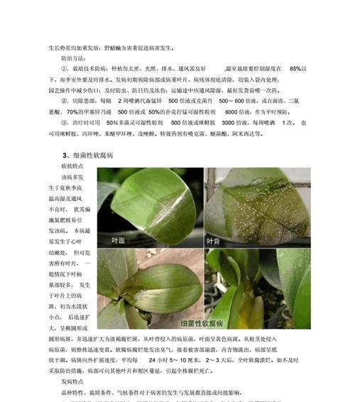 魔芋炭疽病是怎么引起的？有效治疗方法有哪些？