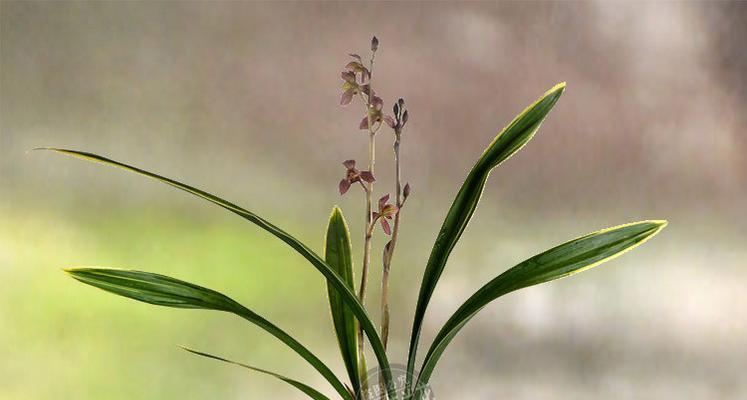 墨兰花期是什么时候？如何正确判断墨兰的开花时间？