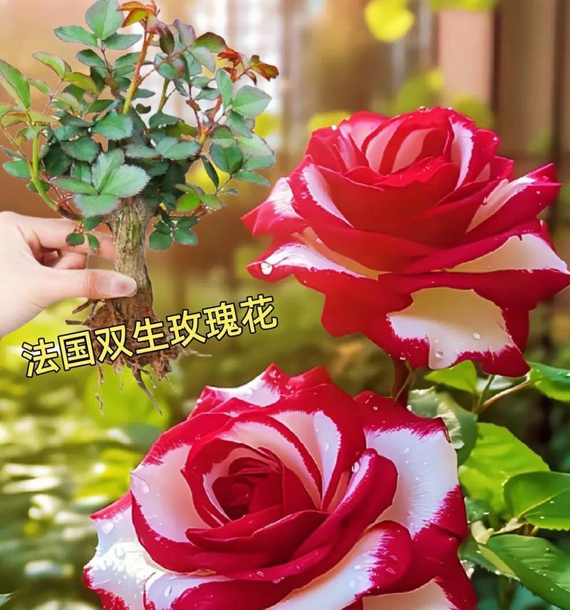 65个玫瑰花的花语是什么？