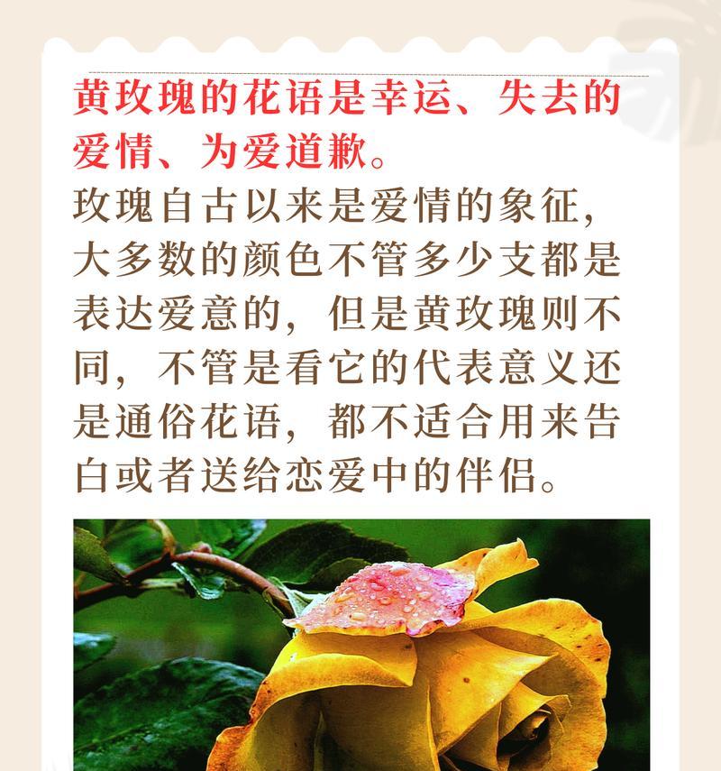 5朵玫瑰花代表什么含义？有特别的花语吗？